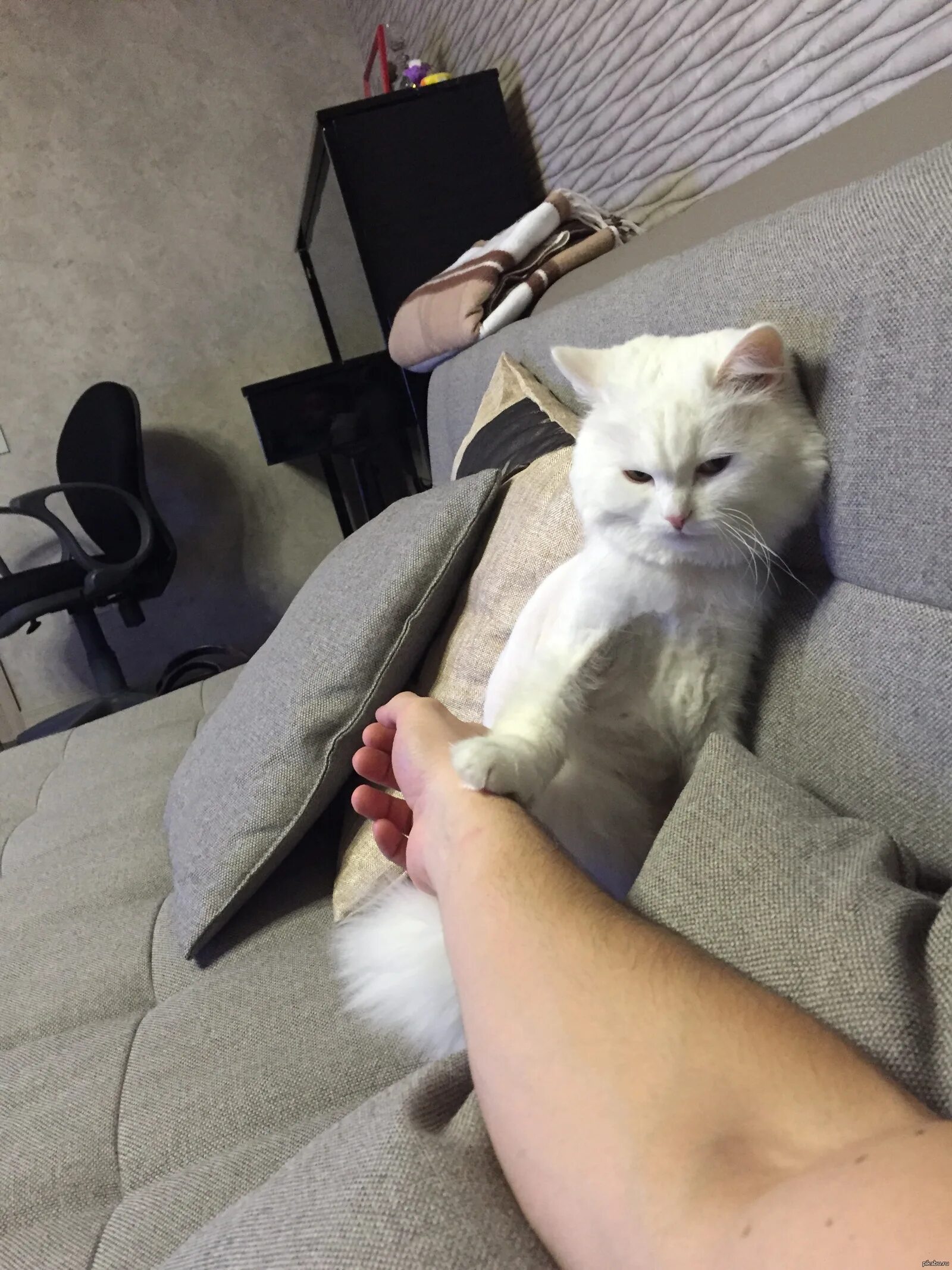 Кошка не любит руки. Котика гладят. глаженый кот. погладь кошку. неглаженная кошка.