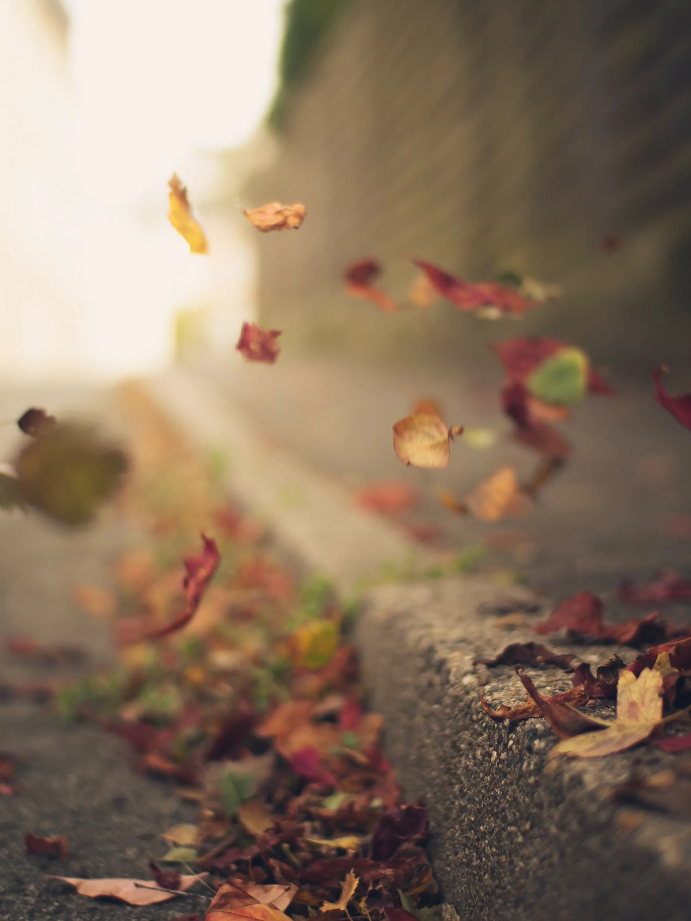Ветер уносит листья. Лист на ветру. Листва на ветру. Осенние листья на ветру. Листья в воздухе.