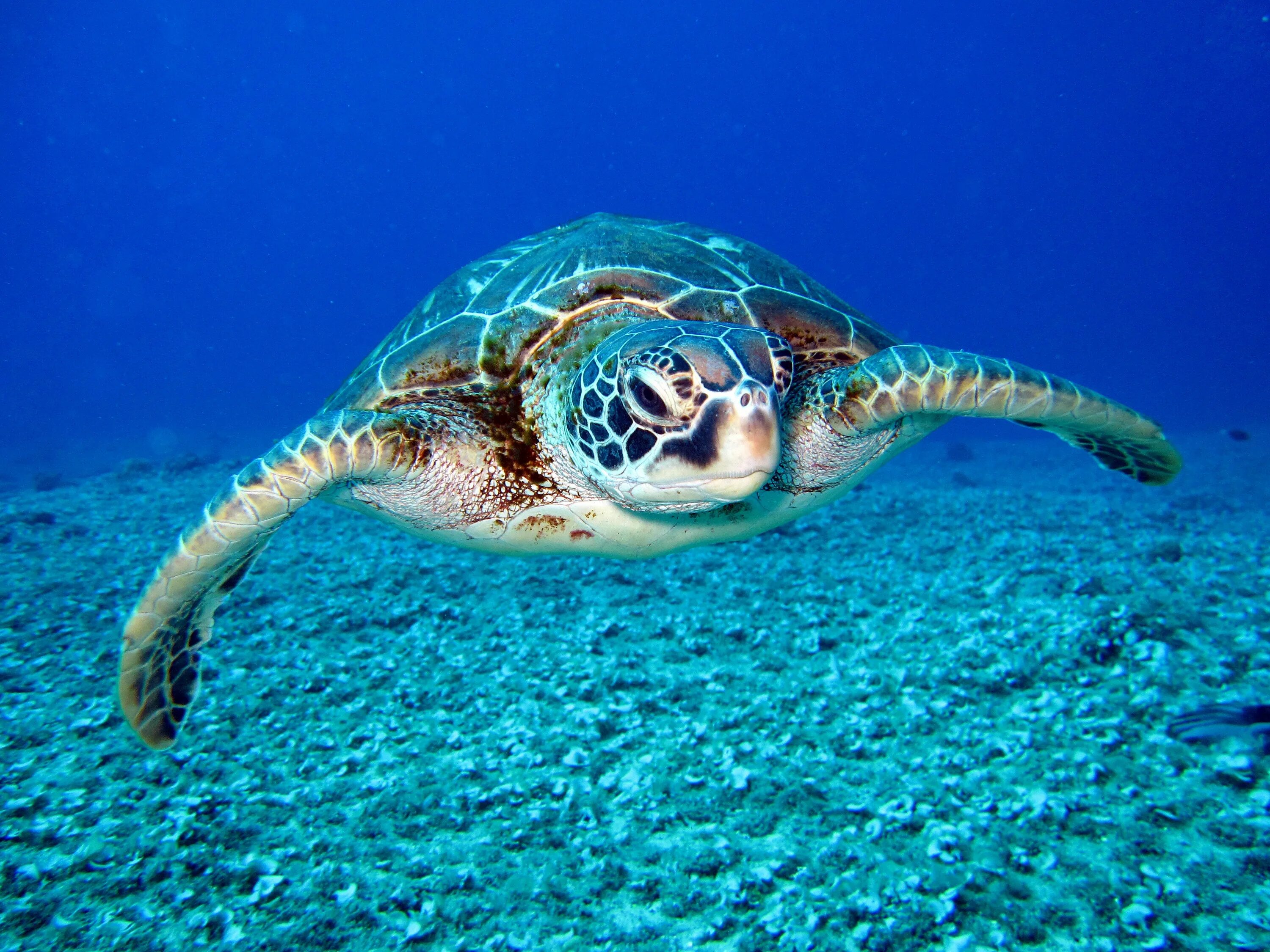 Кальмаровая черепаха. Морская черепаха. Hawksbill Sea Turtle. Океанская черепаха.