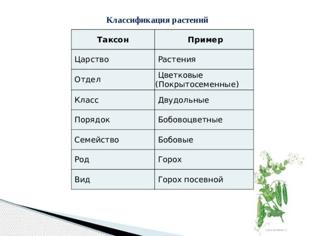 Классификация растений горох посевной. Таксоны растений. Систематика растения горох посевной. Горох посевной таксоны.