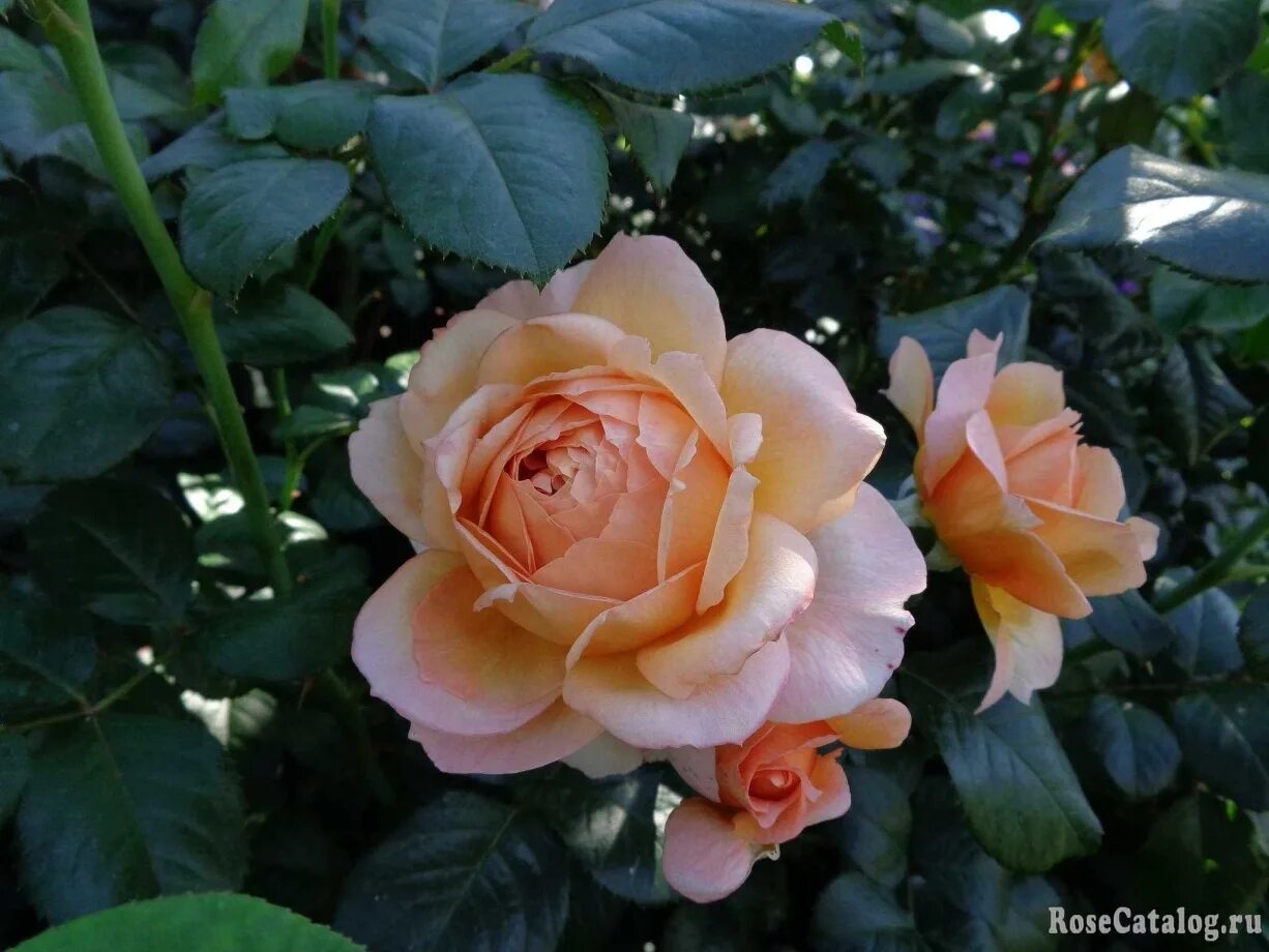 Lady capri роза тантау. Капри capri роза. Леди капри. Капри capri роза. Lady capri роза.