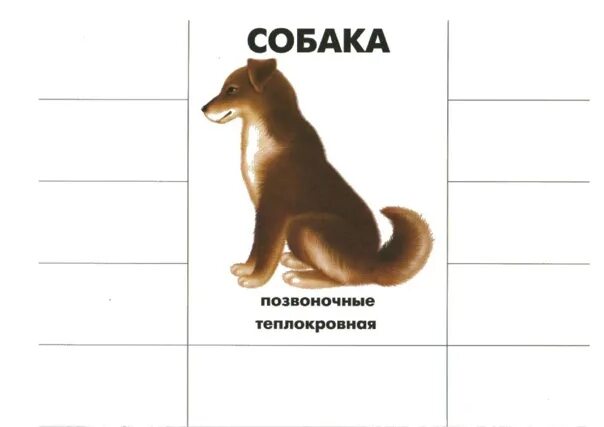 Картинки частей животных Игра "Где чей ." поможет малышам больше узнать о животных и их жилищах, професс