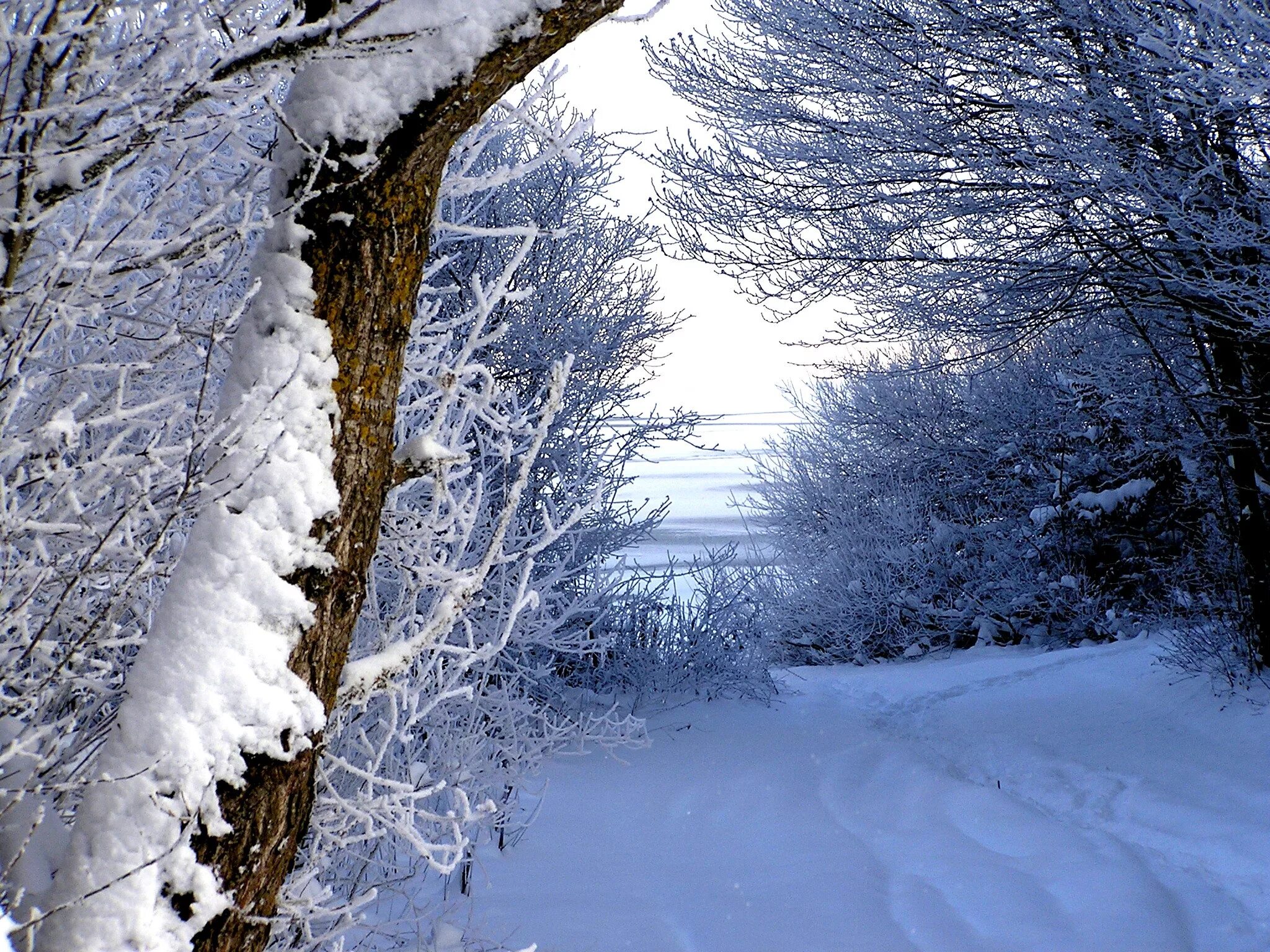 Зимнее погодное. Тропинка в снегу. Тропинка в зимнем лесу. Зима дерево тропинка. Деревья в зимнем лесу.