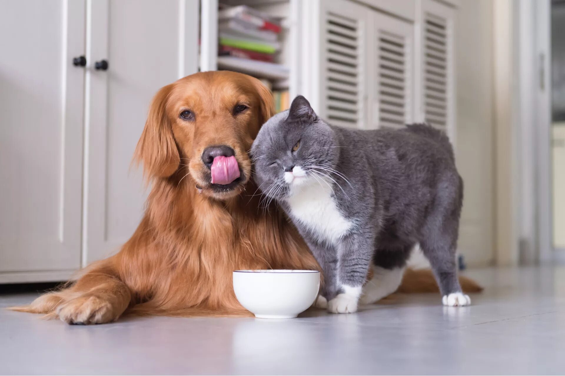 Домашние животные. Домашний питомец. Собака. Кошки и собаки. Купили коту собаку