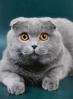 Кот британец вислоухий