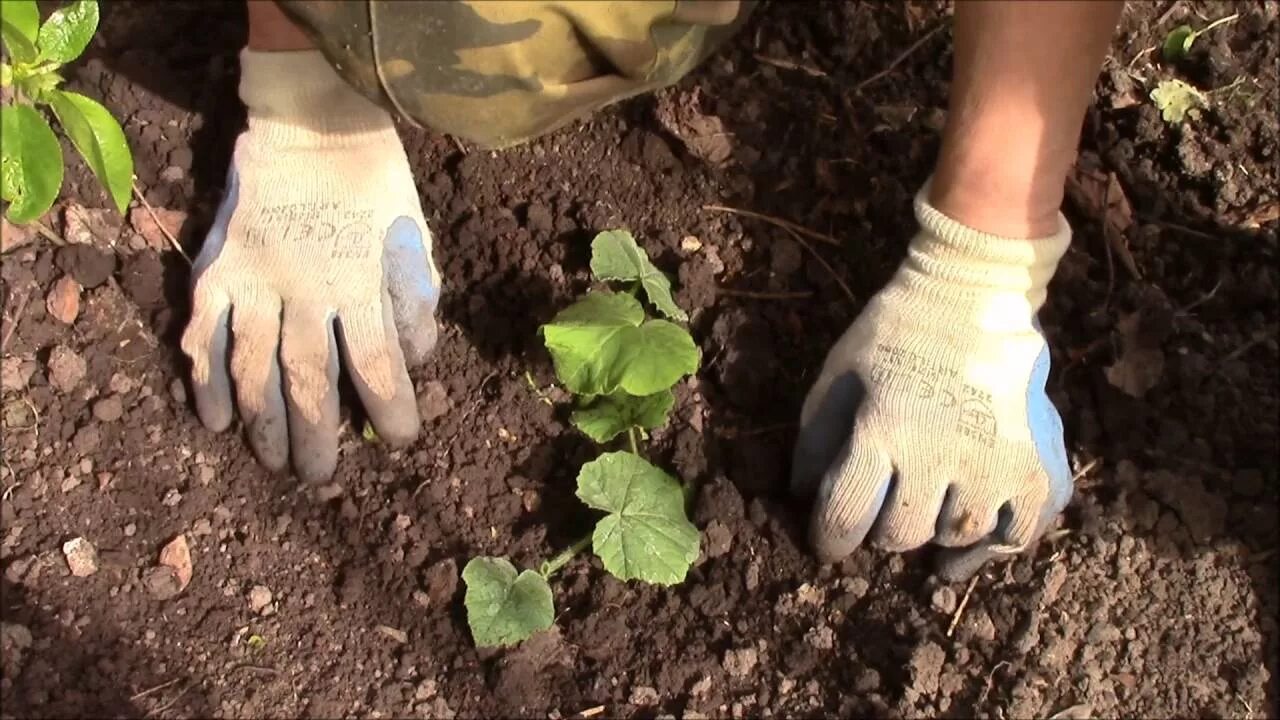 Посадка тыквы на рассаду. Семена тыквы для посадки. Высадка рассады в грунт. Высадка рассады тыквы в грунт. Тыква посадка в грунт.