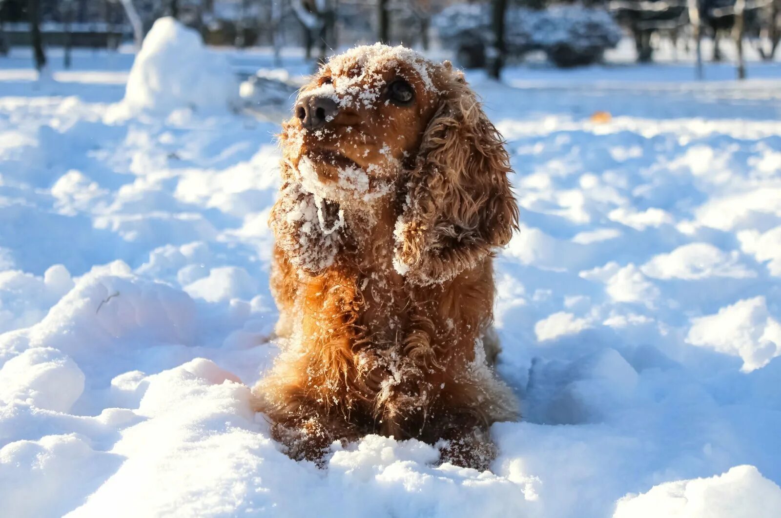 Собака снежок. Собака в снегу. Спаниель зимой. Щенок и снег. Красивые собаки в снегу.