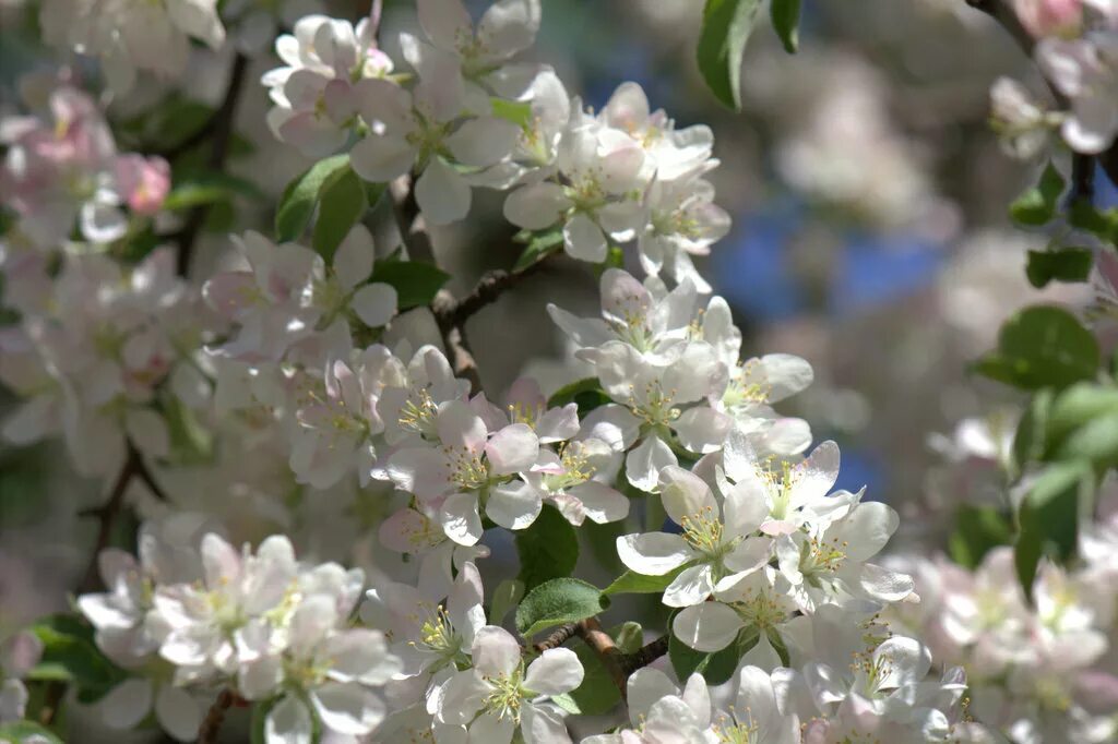 Дикая яблоня в цвету. Песню 1 раз сады цветут. 1 раз в год сады цветут. Один лишь раз цветы цветут фото. Песню 1 раз сады цветут.