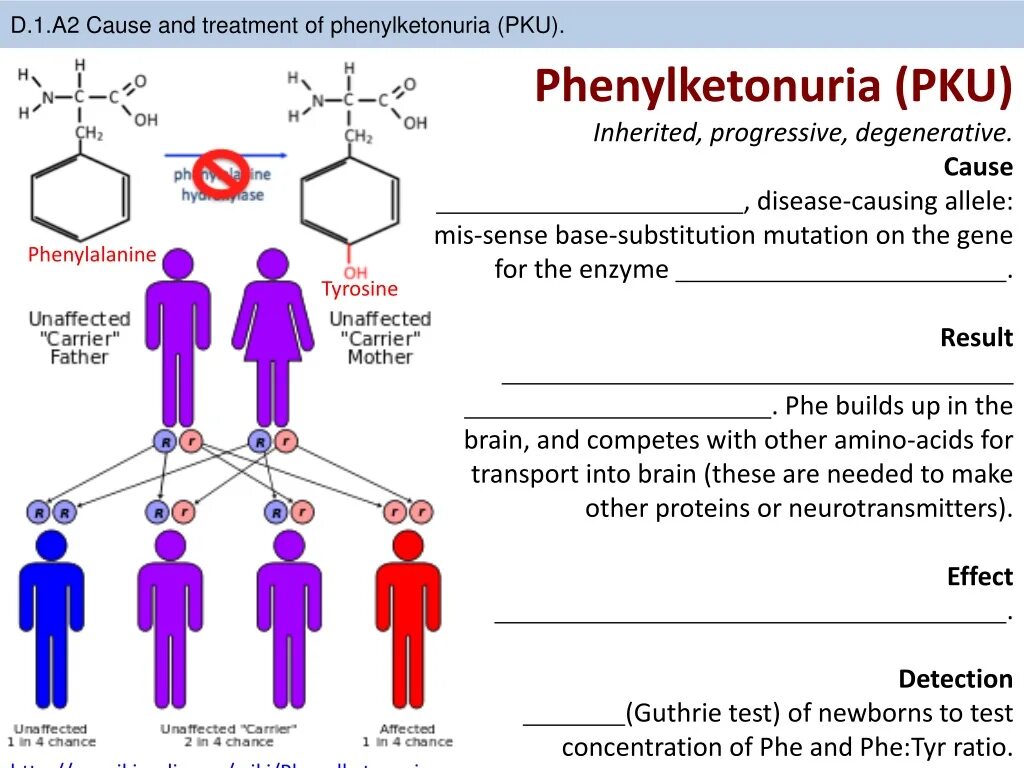 Фенилкетонурия таблица. Фенилкетонурия классификация. Фенилкетонурия статистика. Фенилкетонурия генотип