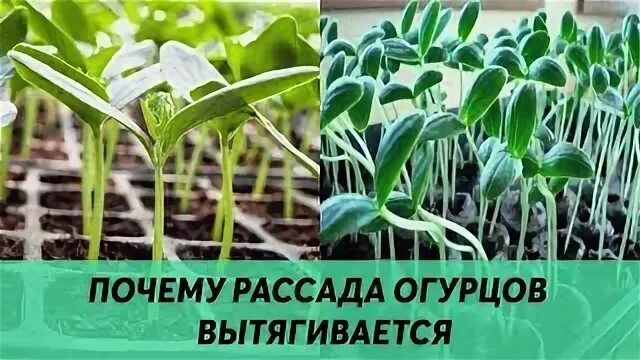 Почему рассада огурцов вытягивается. Рассада огурцов вытянулась. Огурцы вытянулись в рассаде.