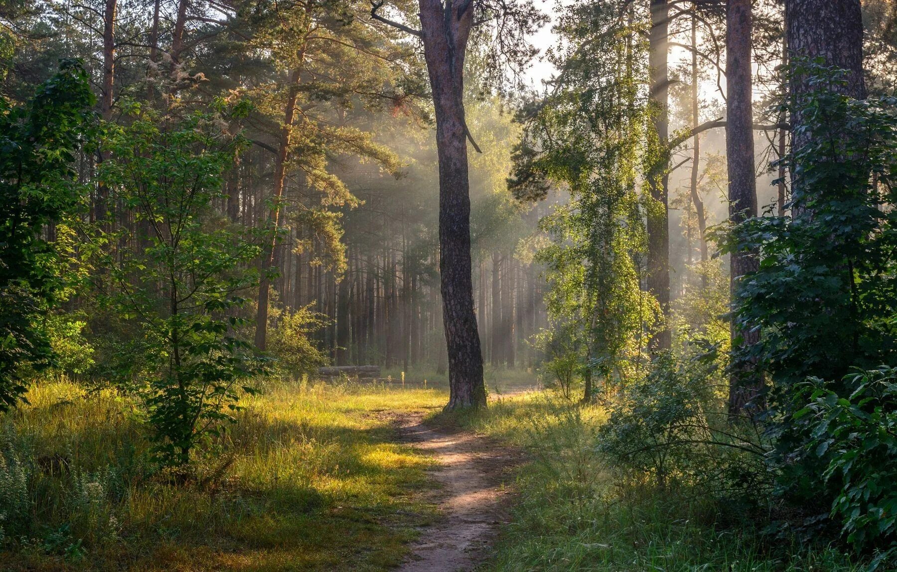 План утро в лесу. Утро в лесу. тропинка в сосновом лесу. летний лес. лучи солнца в лесу.