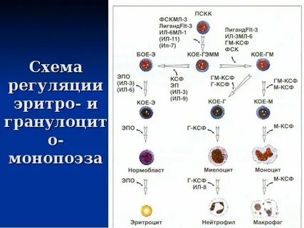 Регуляция кроветворения