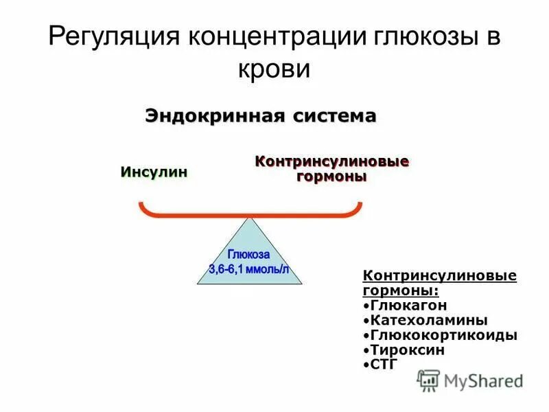 Механизмы поддержания уровня глюкозы в крови. Как происходит регуляция содержания глюкозы. Нормальная концентрация глюкозы в крови. Регуляция концентрации глюкозы. Поддержание уровня глюкозы в крови.