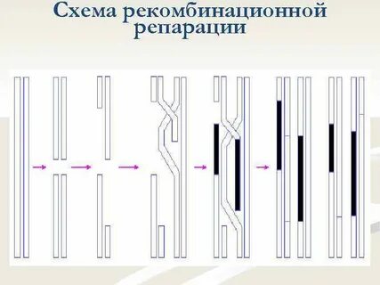 Рекомбинационная репарация