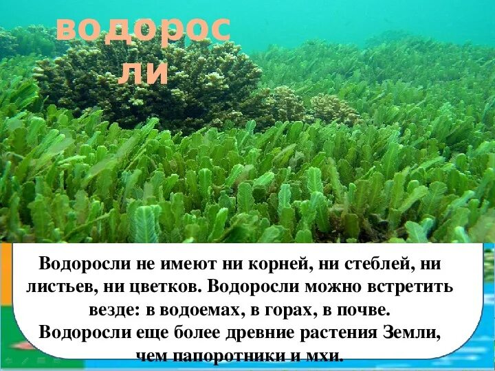 Почему водоросли растут в воде