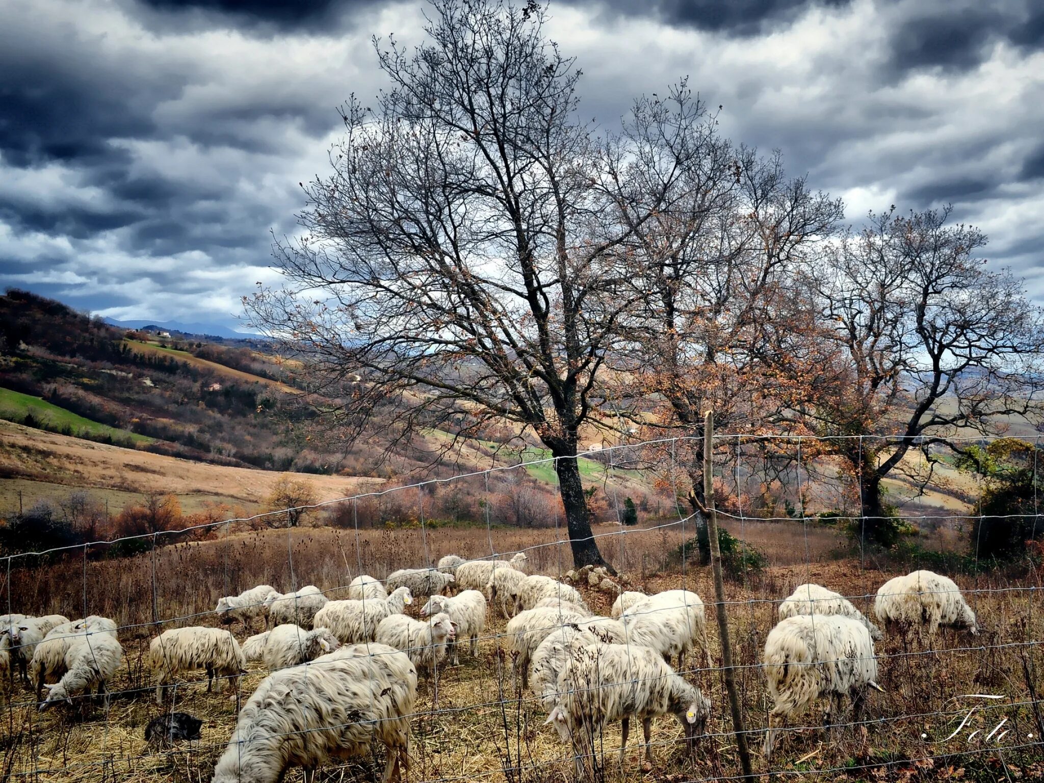 Tree sheep