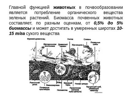 Роль живых организмов в почве