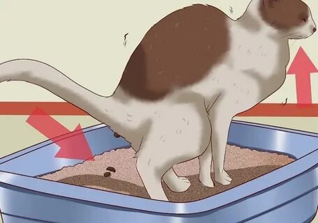 Причины недержания у кота