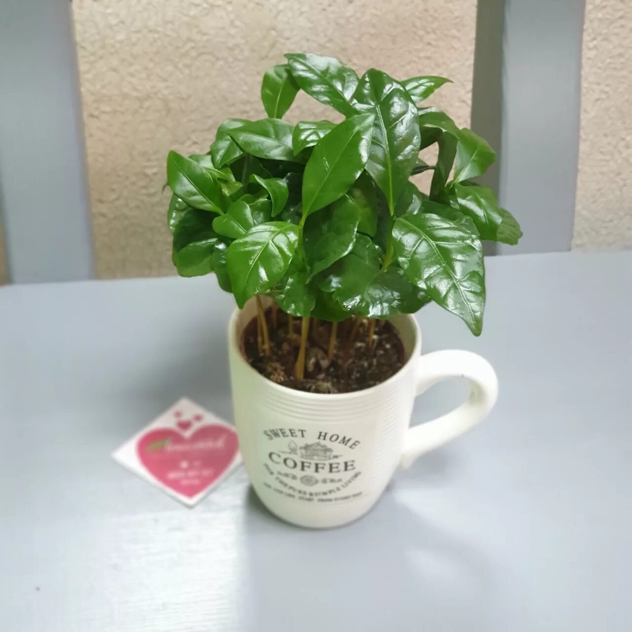 COFFEA ARABICA potted plant in mug, coffee plant, 3 ½" - IKEA