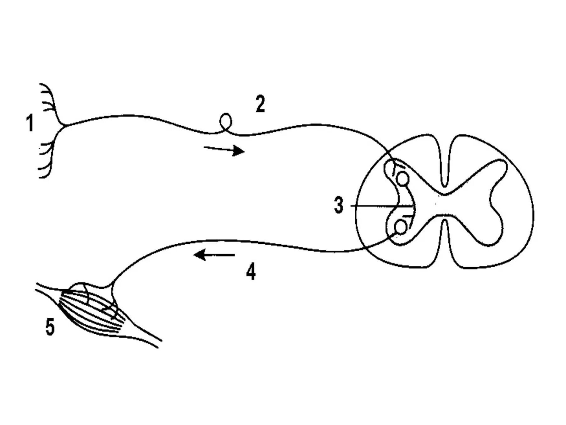Изобразить схему рефлекторной дуги. Структура рефлекторной дуги рисунок. Моносинаптическая рефлекторная дуга. Звенья рефлекторной дуги строение. Строение рефлекторной дуги схема.