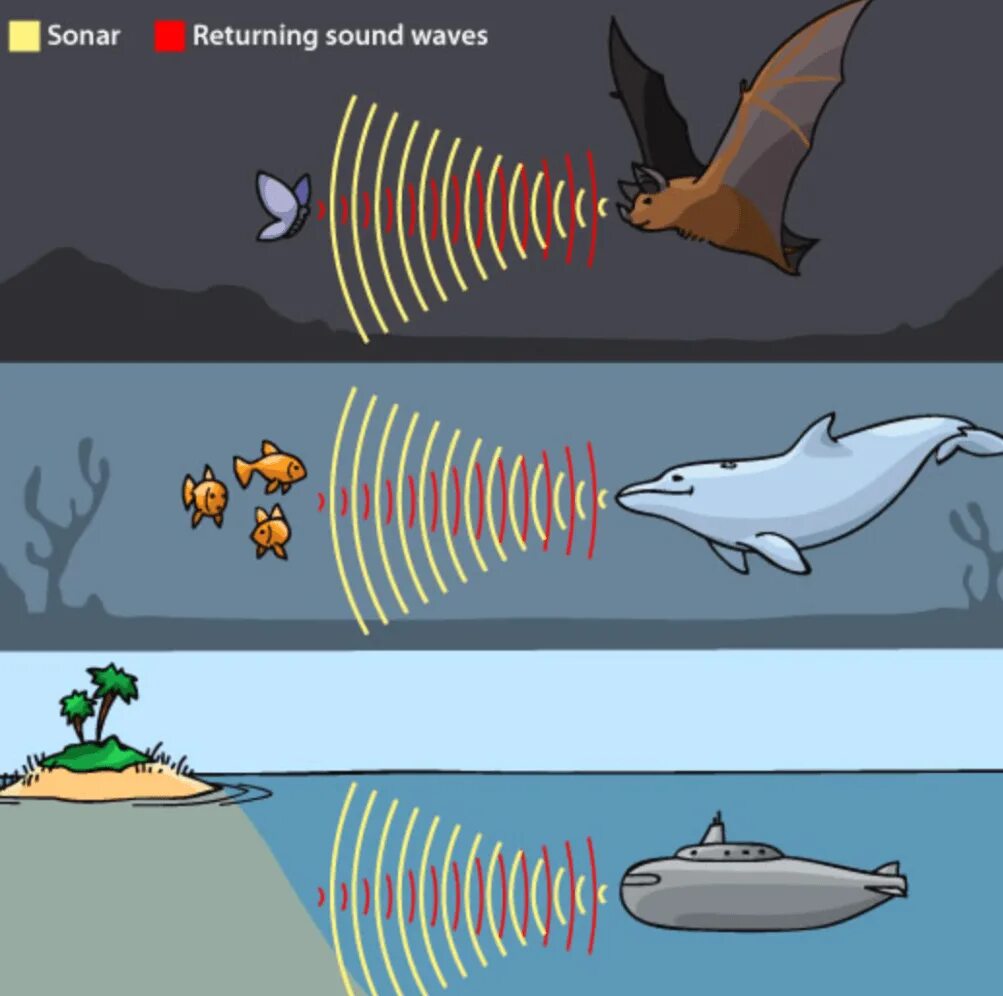 Инфразвук дельфины. Эхолокация летучих мышей. Эхолокация у животных. Лохотция Летучий Мишей. Эхолокация дельфинов.