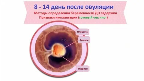 Первая овуляция после родов