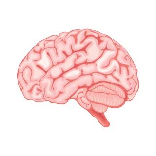 Brain side