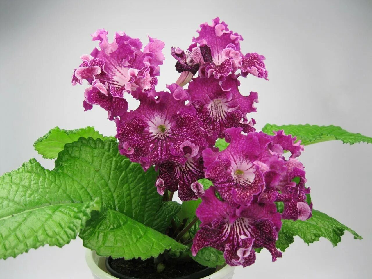 Стрептокарпус дс шейк. Стрептокарпус ds 2352. Стрептокарпус дс пандора. Стрептокарпус гипноз спорт. Стрептокарпус ds арлекин.