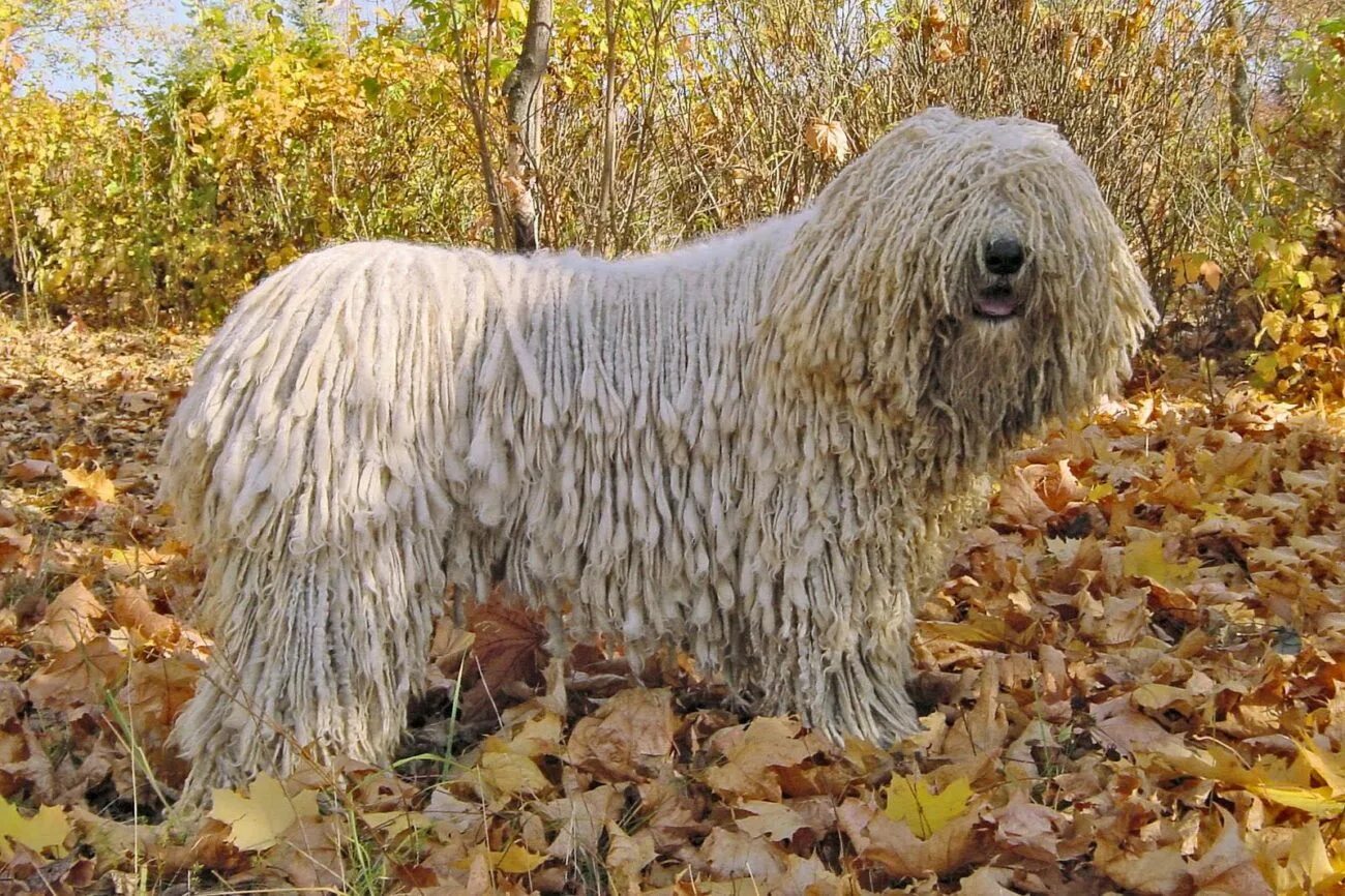 Komondor Dogs Breed - Information, Temperament, Size & Price Pets4Homes Komondor