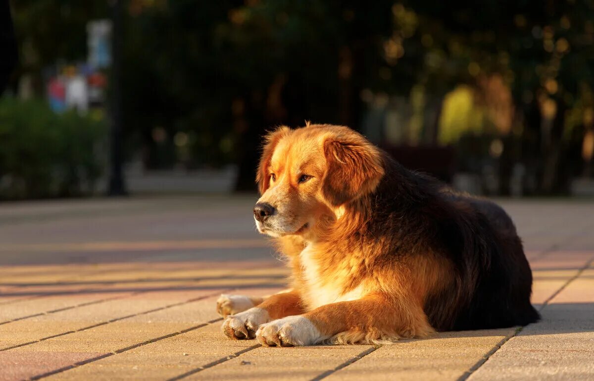 дворняжка собака барбос. собачка барбос. собачка барбос. фото барбоса собаки. собачка барбос.