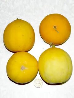 Сорт ранняя сладкая