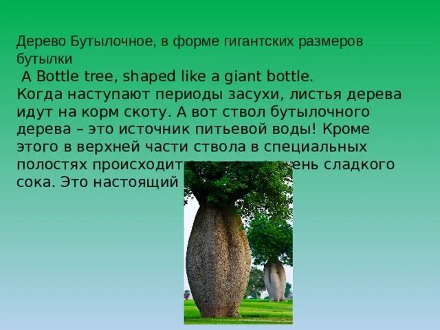 Брахихитон бутылочное дерево. Растения Австралии бутылочное дерево. Бутылочное дерево в Австралии сообщение. Бутылочное дерево Южной Америки. Бутылочное дерево природная зона