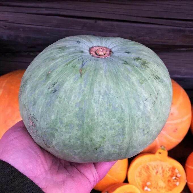 Free Images : flower, orange, food, green, produce, vegetable, autumn, pumpkin, 