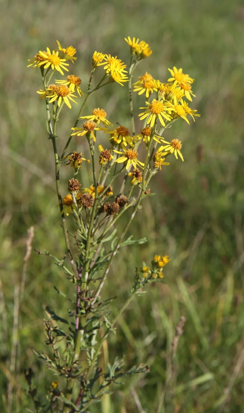 Крестовник Senecio jacobaea. Крестовник Луговой. Крестовник полевой. Растение крестовник Якова. Крестовник обыкновенный