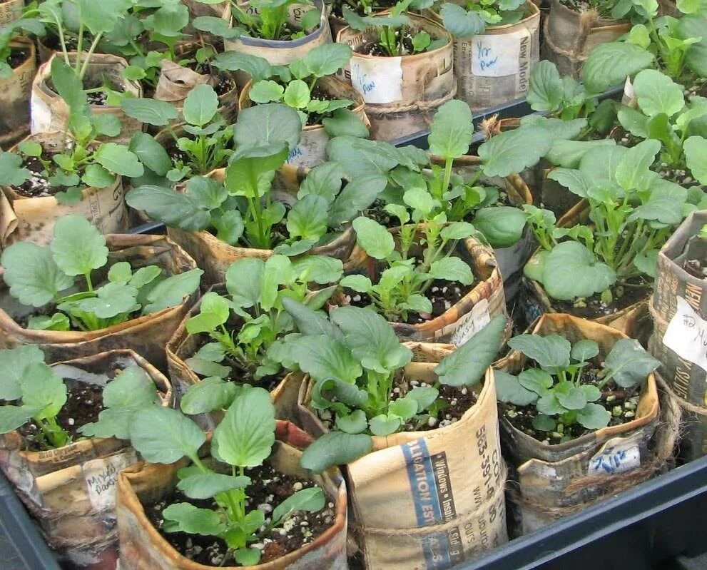 Виола листья рассада. Анютины глазки пикировка рассады. Виола ампельная рассада. Анютины глазки сеянцы. Виола цветы рассада.