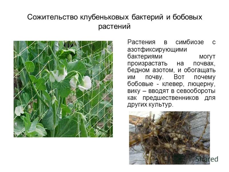 бобовые растения обогащают почву. семена бобовых растений в почве. клубеньки с азотфиксирующими бактериями. семейство бобовые класс. бактериальные клубеньки бобовые.