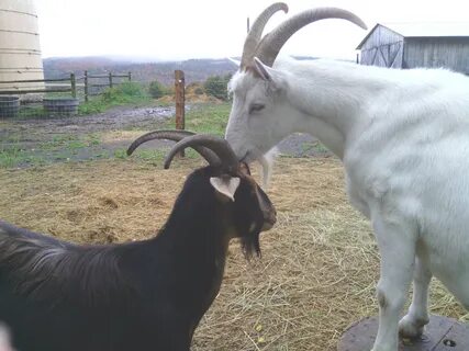 Real goat