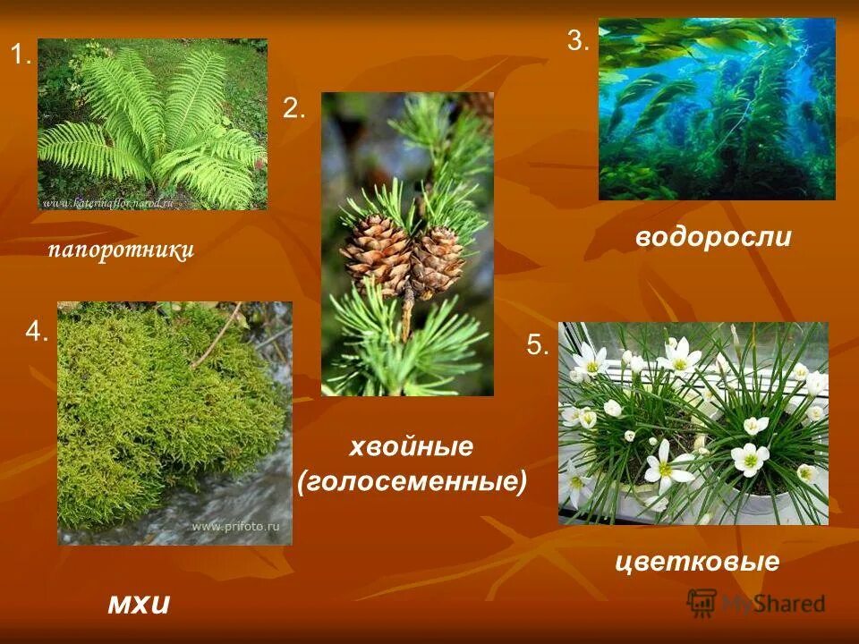 Сфагновые мхи хвойные двудольные папоротниковые