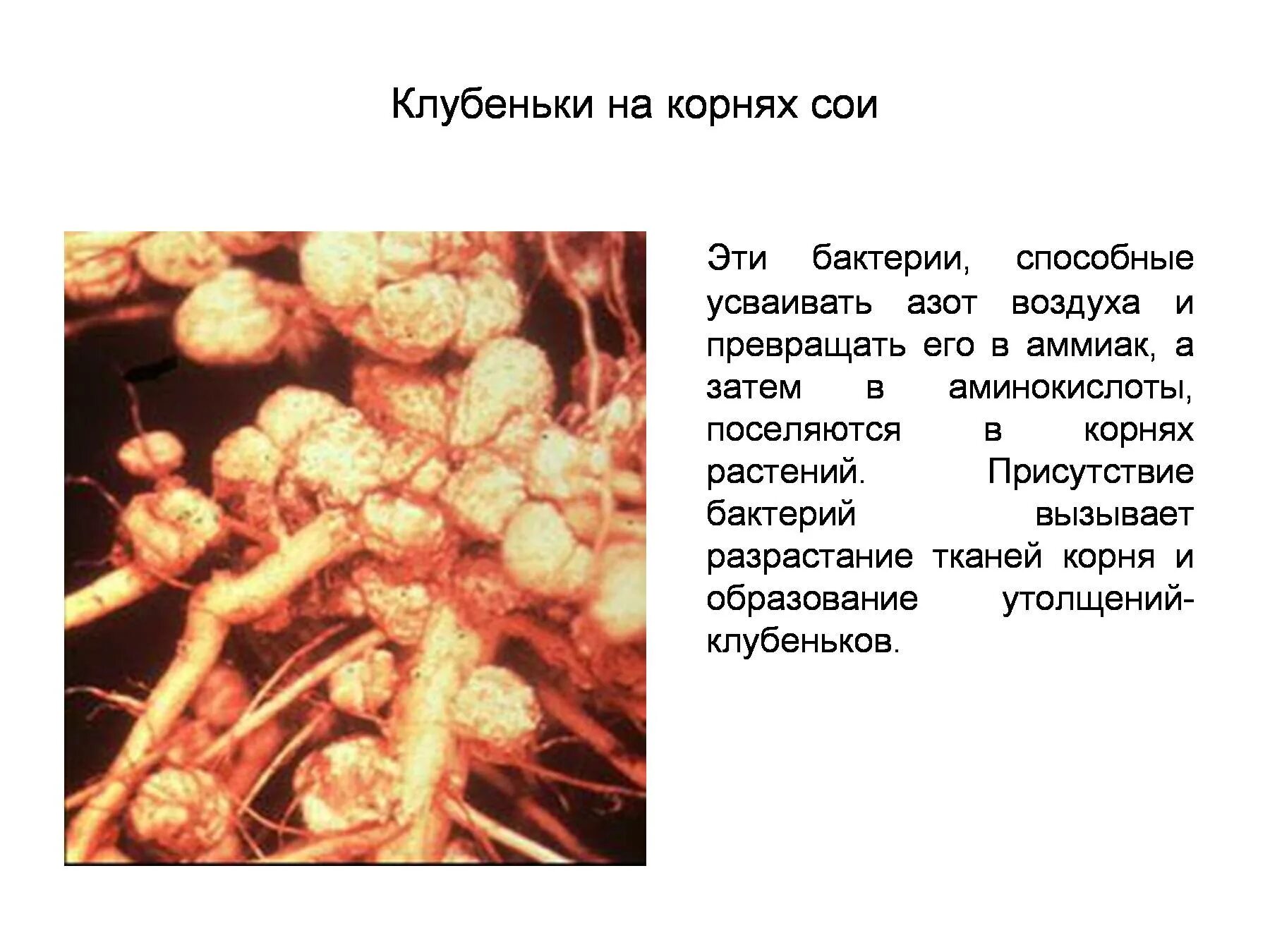 Растения усваивают азот из воздуха. Симбиоз микроорганизмов. Клубеньки на корнях. Клубеньки сои. Микроорганизмы образующие клубеньки на корнях сои.