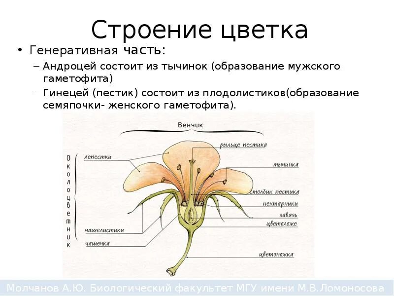 Андроцей. Строение цветка андроцей и гинецей. гинецей лютика. строение плодолистика. внутреннее строение гинецея.