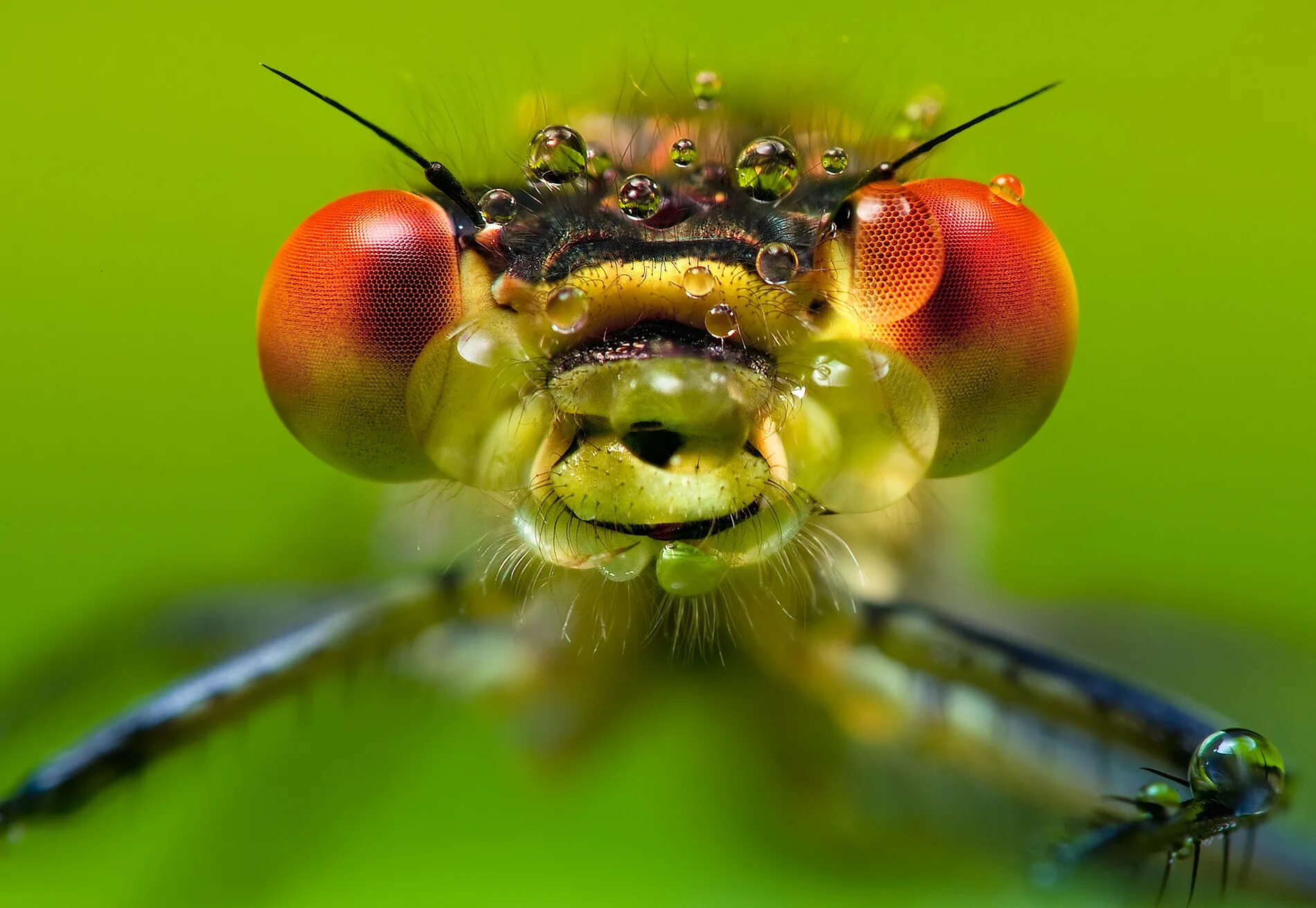 Насекомое трубочка. Насекомые. Насекомые картинки. Удивительные насекомые. Макросъемка насекомых.