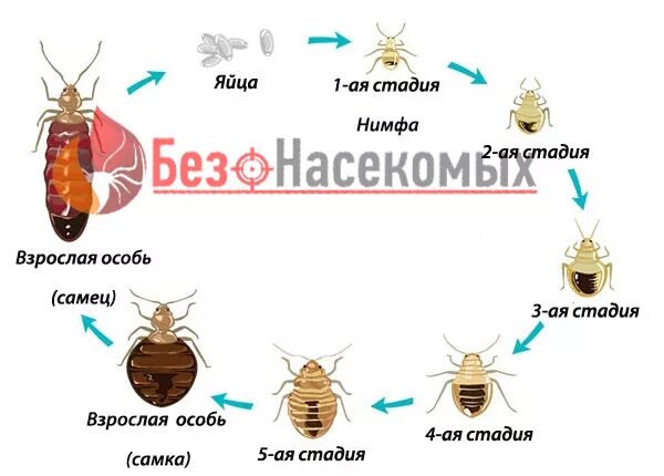 Личинка первого возраста постельного клопа какой цифрой. Жизненный цикл постельного клопа. постельный клоп строение.