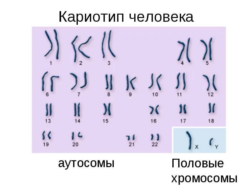 Все хромосомы кроме половых. Кариотип аутосомы и половые. Кариотип аутосомы. Кариотип человека хромосомы. Кариотип пол.