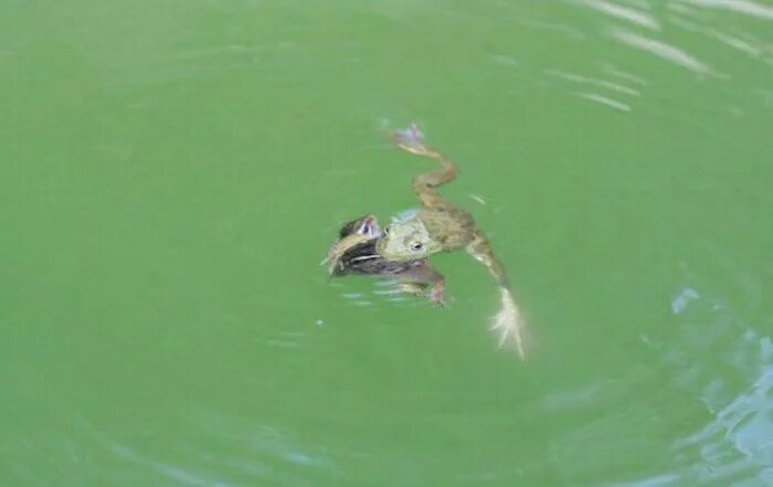 Утонувшая жаба. Утонувшая жаба. Крысы в ведре с водой. Топить лягушку. Жаба выглядывает из воды.