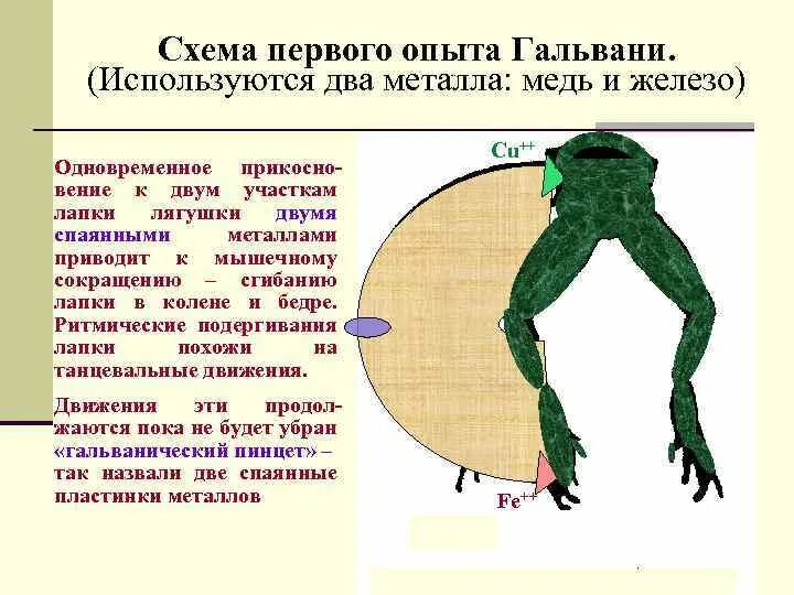 Эксперимент луиджи гальвани. Вывод первого опыта гальвани. Первый и второй опыт гальвани физиология. Опыты луиджи гальвани. Первый эксперимент гальвани.