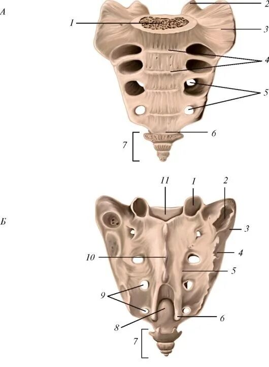 Крестец позвонок анатомия. Крестец Синельников атлас. Крестец и копчик анатомия. Строение крестца и копчика. Органы крестцового отдела