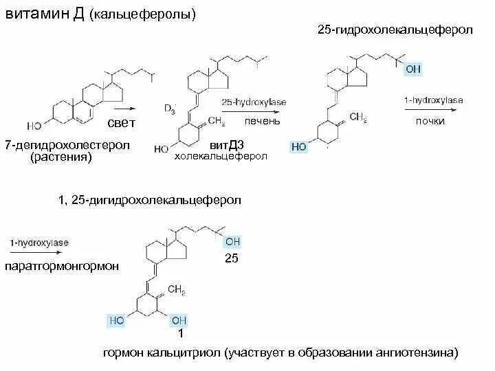 Активная форма витамина д3. Синтез витамина д3 из холестерина. Схема синтеза витамина д3. Схема метаболизма витамина д3. Заболевания водорастворимых витаминов