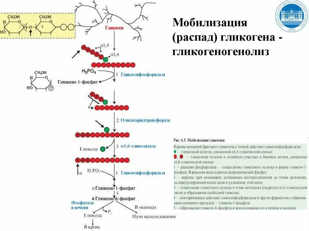 Превращение глюкозы в гликоген происходит под действием. Реакции мобилизации гликогена. Схема синтеза и распада гликогена. Расщепление гликогена. Синтез гликогена биохимия.