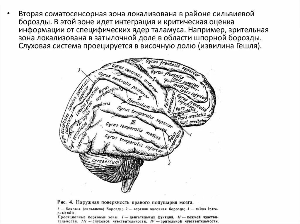 Заднелобная премоторная зона лобной коры. Первичная зрительная область коры больших полушарий. Премоторная зона лобной коры. Слуховая зона головного мозга. Зона v1 зрительной коры.
