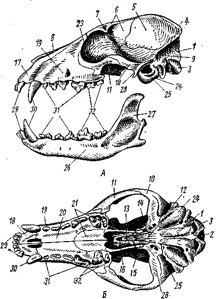 Соединение костей черепа млекопитающих. Череп лисицы сбоку. Череп лисицы снизу. Череп лисы сбоку. Череп лисицы строение.